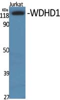 WDHD1 Polyclonal Antibody