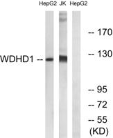 WDHD1 Polyclonal Antibody