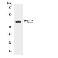 Wee 2 Polyclonal Antibody