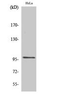 UBF-1 Polyclonal Antibody