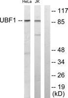 UBF-1 Polyclonal Antibody