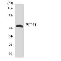 WIP Polyclonal Antibody