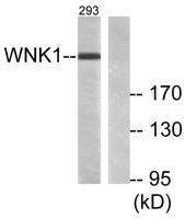 WNK1 Polyclonal Antibody