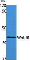 Wnt-16 Polyclonal Antibody