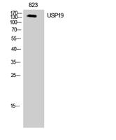 USP19 Polyclonal Antibody