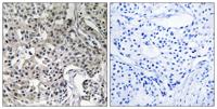 USP19 Polyclonal Antibody