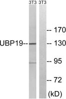 USP19 Polyclonal Antibody