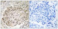 USP36 Polyclonal Antibody