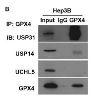 UBP31 Polyclonal Antibody