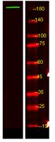 UBP54 Polyclonal Antibody