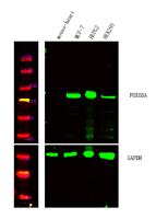 FoxO3A Polyclonal Antibody