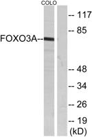 FoxO3A Polyclonal Antibody