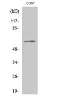 FoxO4 Polyclonal Antibody