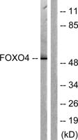 FoxO4 Polyclonal Antibody