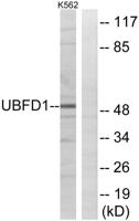 UBPH Polyclonal Antibody