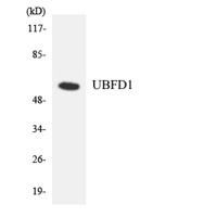 UBPH Polyclonal Antibody