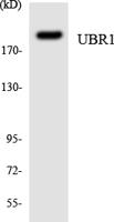 UBR1 Polyclonal Antibody