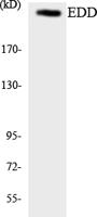 UBR5 Polyclonal Antibody