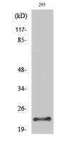 Trypsin-1 Polyclonal Antibody