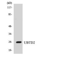 UBTD2 Polyclonal Antibody