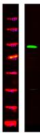 TS1R2 Polyclonal Antibody