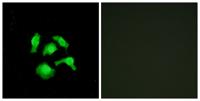 TSC-22 Polyclonal Antibody