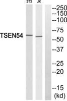 TSEN54 Polyclonal Antibody