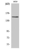 USP42 Polyclonal Antibody