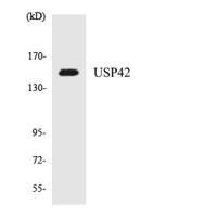 USP42 Polyclonal Antibody