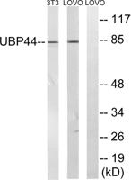 USP44 Polyclonal Antibody