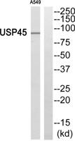 USP45 Polyclonal Antibody