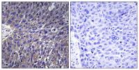 USP50 Polyclonal Antibody