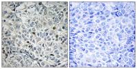 USP53 Polyclonal Antibody