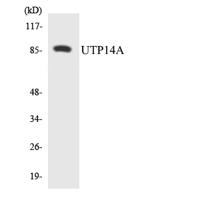 UTP14A Polyclonal Antibody