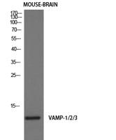 VAMP-1/2/3 Polyclonal Antibody