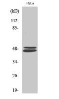 VASP Polyclonal Antibody