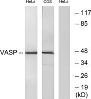 VASP Polyclonal Antibody