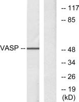 VASP Polyclonal Antibody