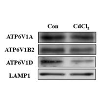 VATA Polyclonal Antibody