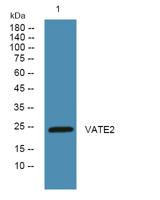 VATE2 Polyclonal Antibody