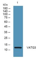 VATG3 Polyclonal Antibody