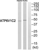 V-ATPase C2 Polyclonal Antibody