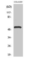 V-ATPase H Polyclonal Antibody