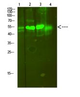 V-ATPase S1 Polyclonal Antibody