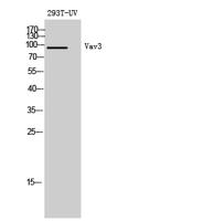 Vav3 Polyclonal Antibody