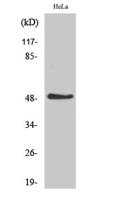 TSLC1 Polyclonal Antibody