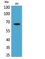 VGF Polyclonal Antibody