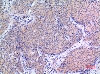 VGF Polyclonal Antibody