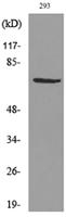 VGF Polyclonal Antibody