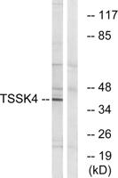 TSSK 4 Polyclonal Antibody